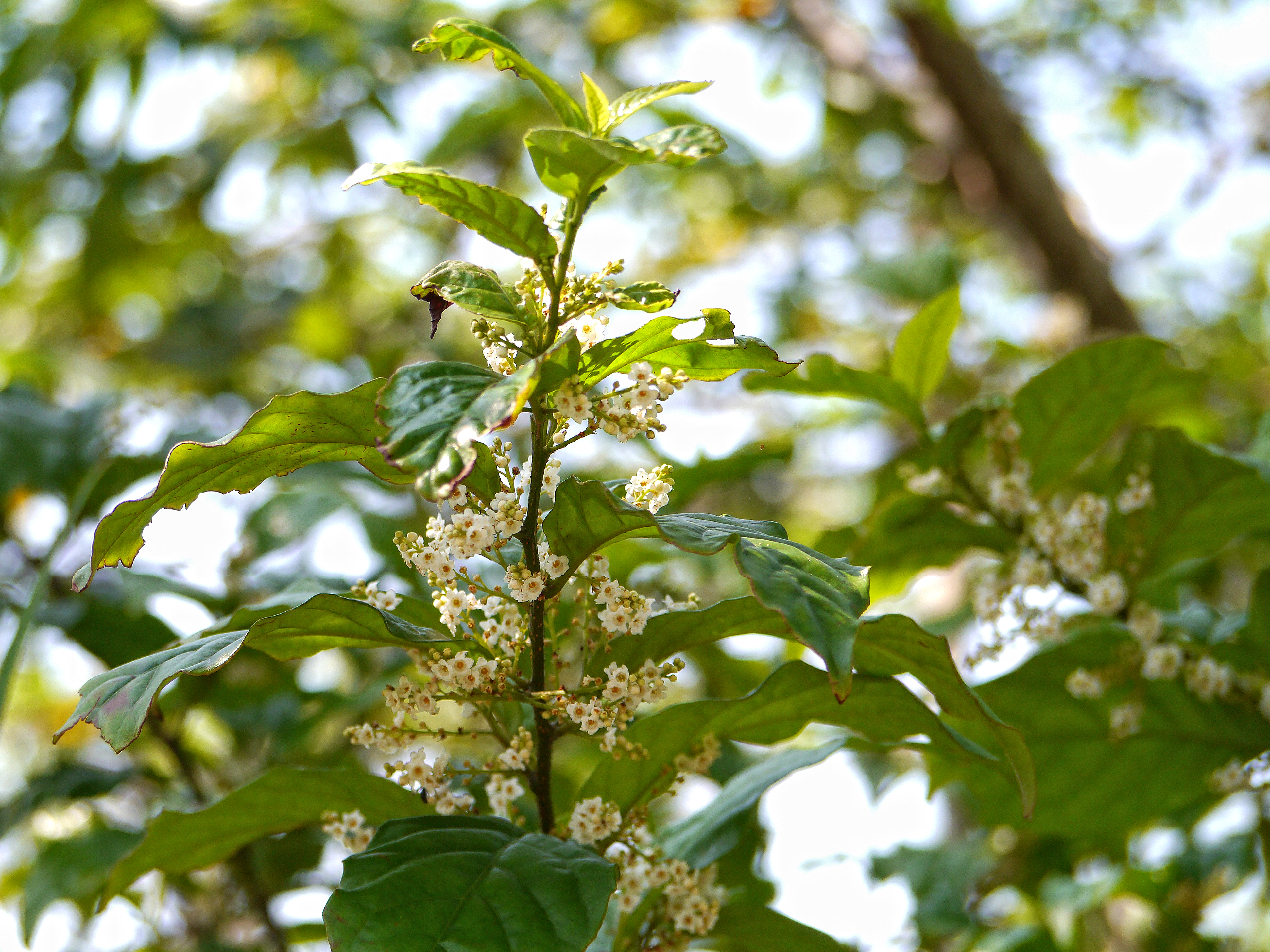 シマイズセンリョウの白くて小さな鐘形の花。花冠の筒が短く深く裂け、垂れ下がるように咲く春の様子