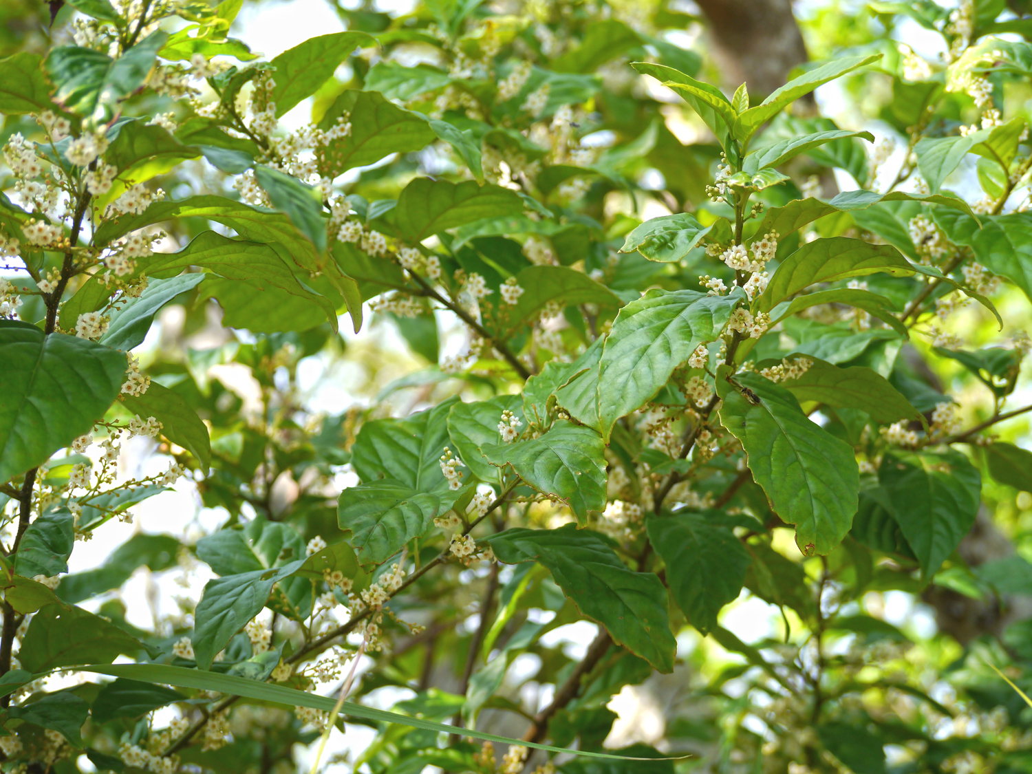 細かいギザギザのある長楕円形の葉の付け根から、白い小さな花を無数に垂れ下げて咲かせるシマイズセンリョウ