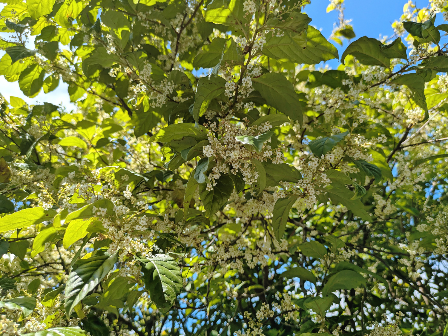 シマイズセンリョウの白くて小さな鐘形の花。花冠の筒が短く深く裂け、垂れ下がるように咲く春の様子