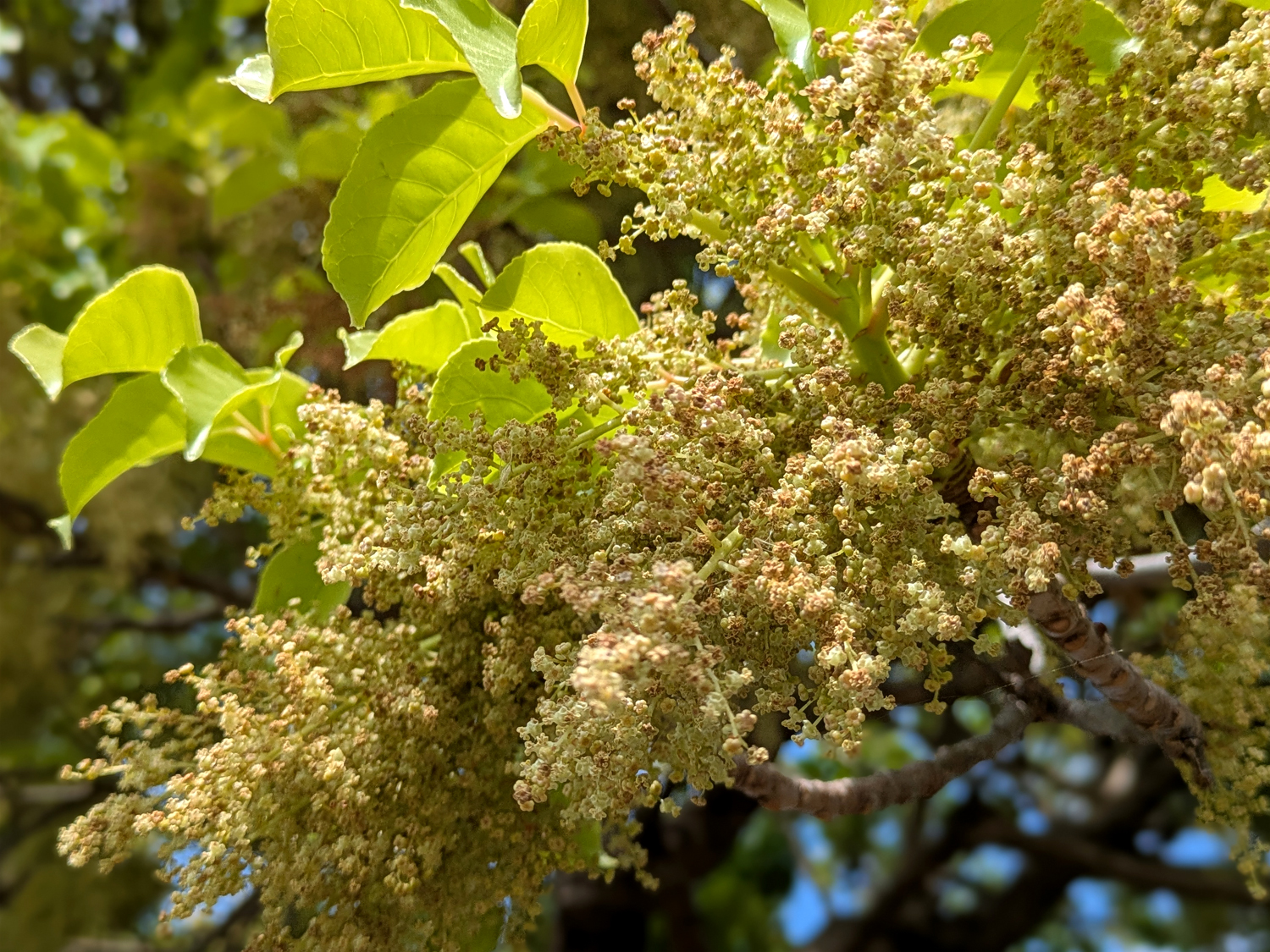 アカギの黄緑色の小花（花弁なし）が房状に咲く様子、奄美2〜3月の花期