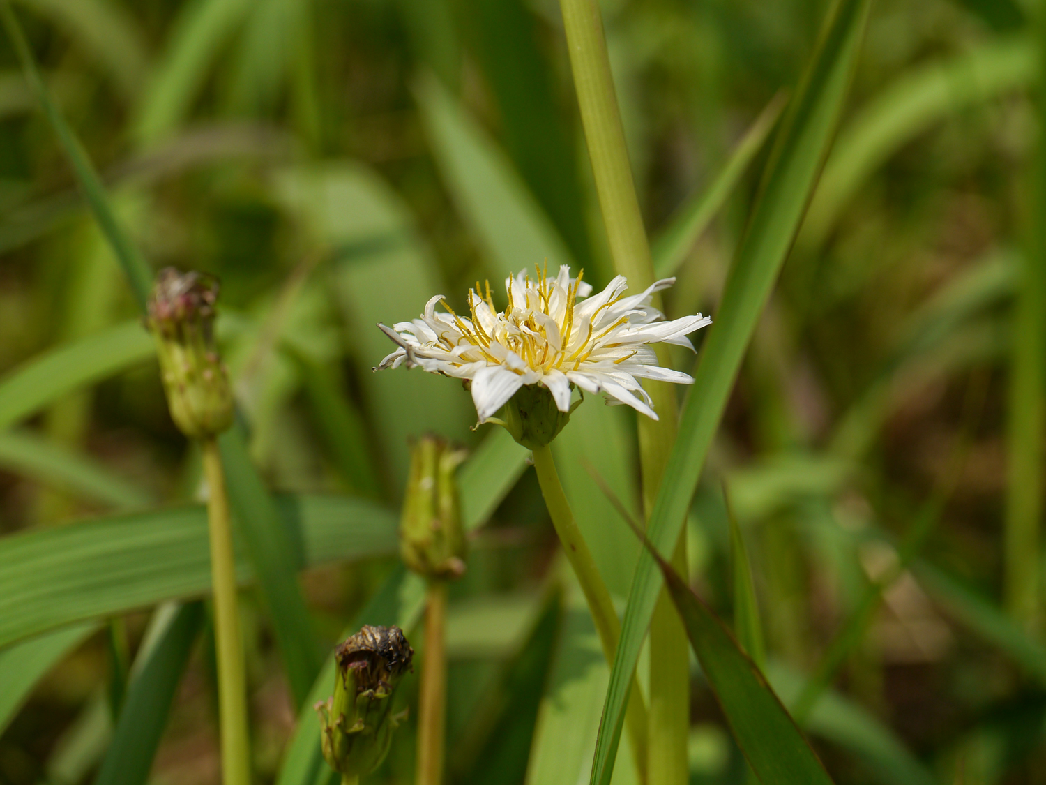 シロバナタンポポ（Taraxacum albidum）、純白の舌状花と黄色い中心部が特徴、奄美大島の人里で観察