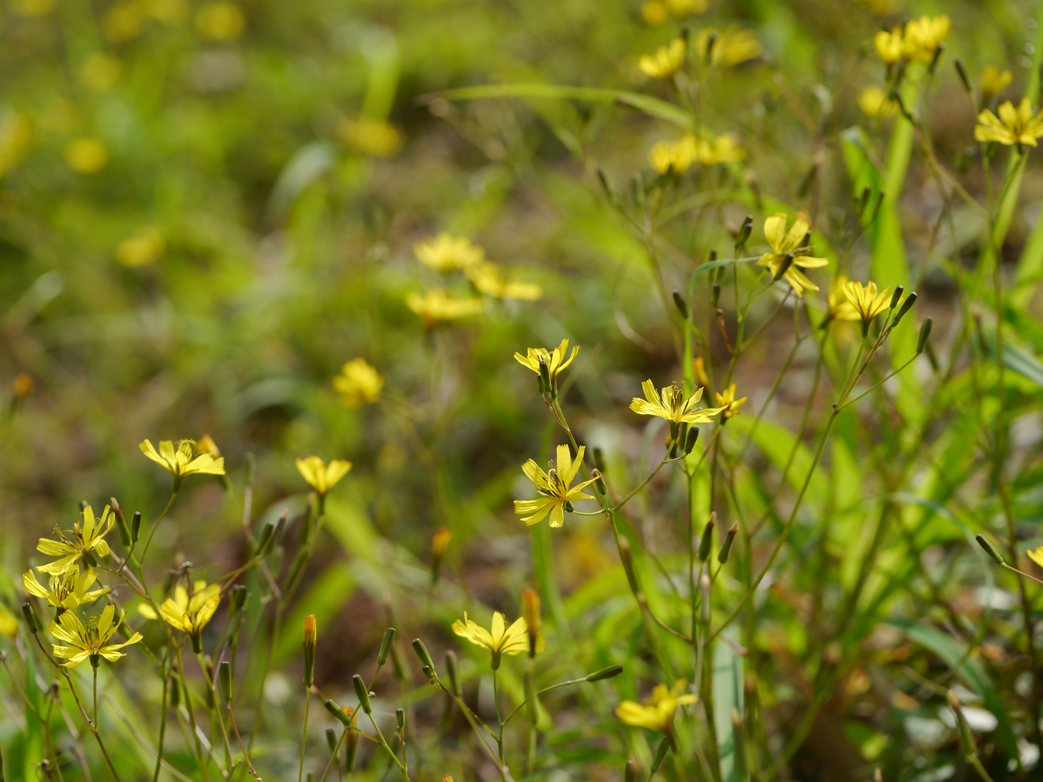 ニガナ（Ixeridium dentatum）の黄色い頭状花序、5枚の舌状花が特徴、奄美大島の路傍で撮影