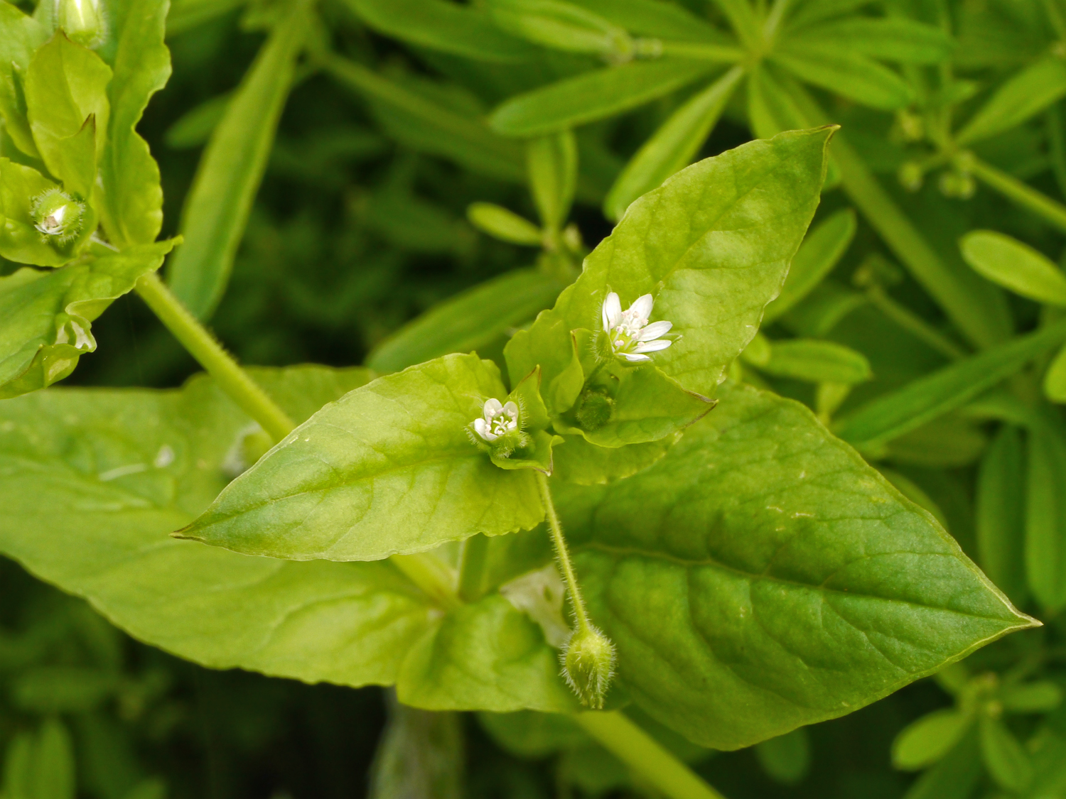 奄美大島の湿った道端で白い小さな花を咲かせる、葉が大きく茎の節が紫色を帯びたウシハコベ