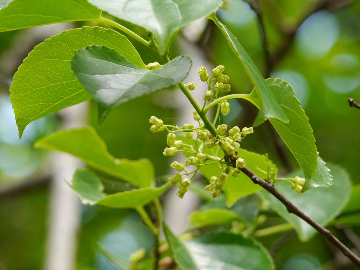 奄美大島の春（3〜4月）に開花した、リュウキュウツルウメモドキの淡緑色の小さな5弁花
