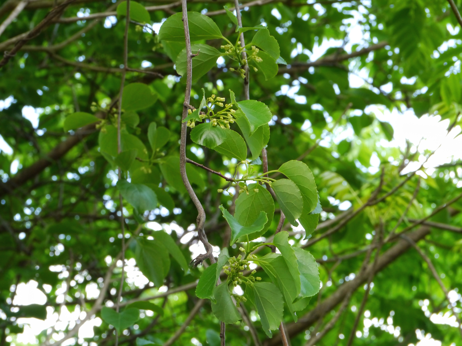 本年枝の葉腋から数個の黄緑色の花（直径4～8mm）をひっそりと咲かせるリュウキュウツルウメモドキ
