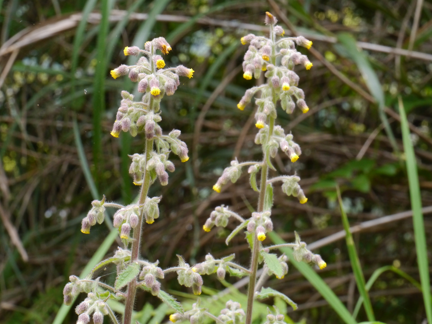 奄美大島の日当たりの良い路傍で、茎の先端に鮮やかな黄色の頭花を咲かせるヤエヤマコウゾリナ