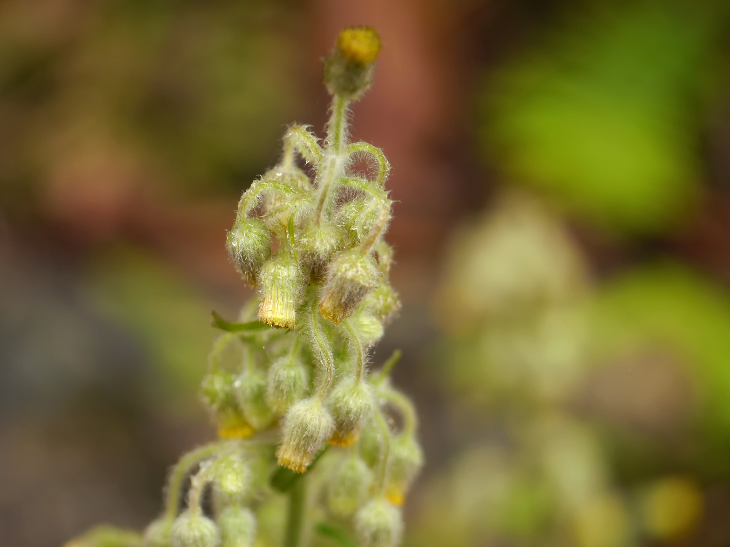 奄美大島の日当たりの良い路傍で、茎の先端に鮮やかな黄色の頭花を咲かせるヤエヤマコウゾリナ
