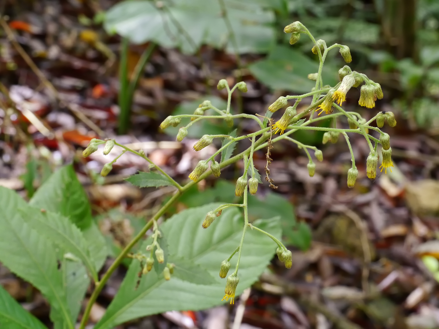 オオキバナムカシヨモギ 半球状で黄色の小さな頭花が多数集まる円錐花序 奄美大島の常緑樹林内の湿った林床