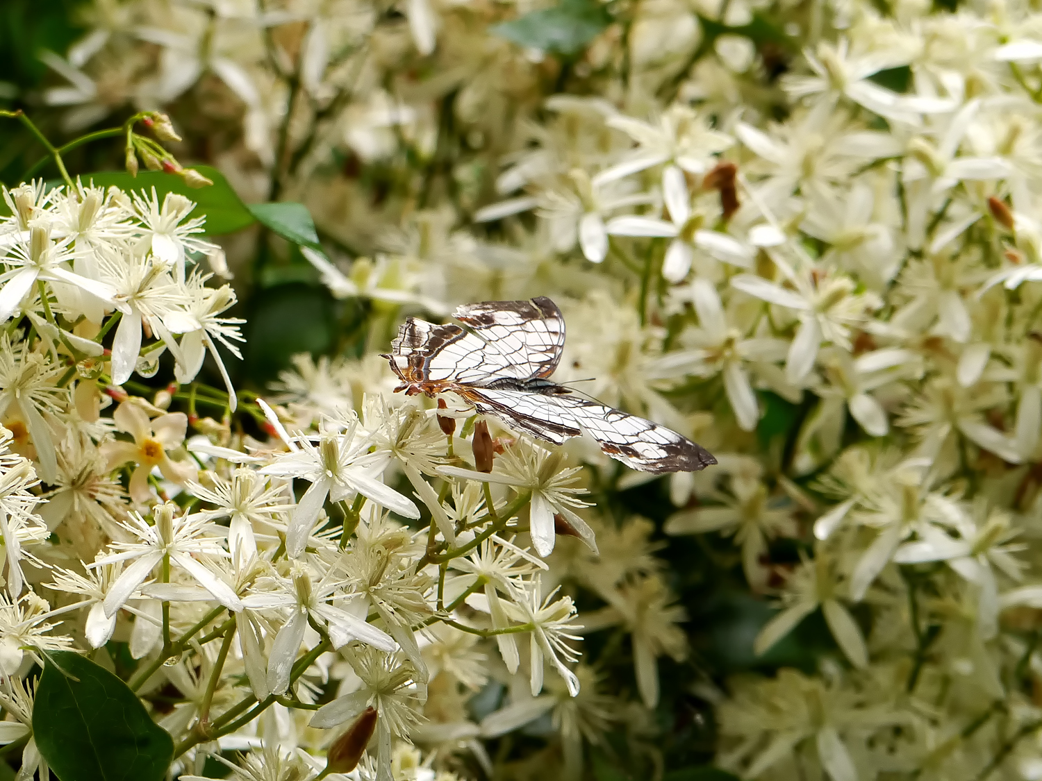 ヤンバルセンニンソウ 白色の4枚の萼片が十字に開く径3cmの花 奄美大島の日当たりの良い林縁