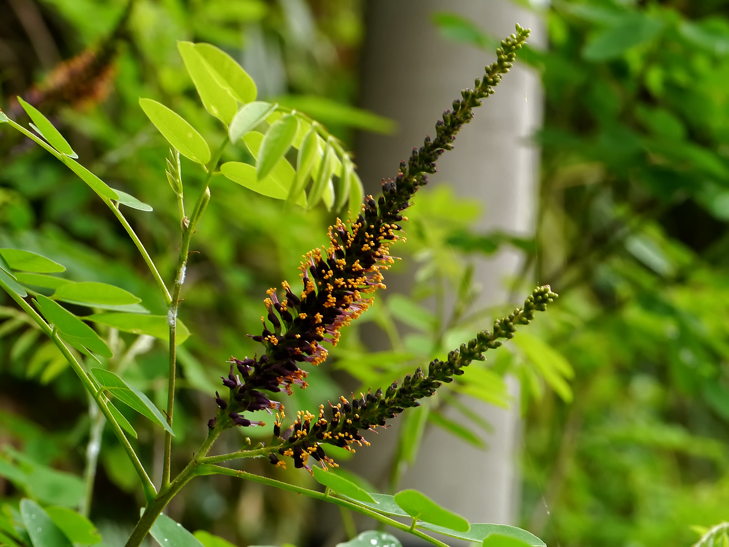 奄美大島の日当たりの良い荒れ地に自生し、イタチの尾のような黒紫色の穂状の花を咲かせるイタチハギ