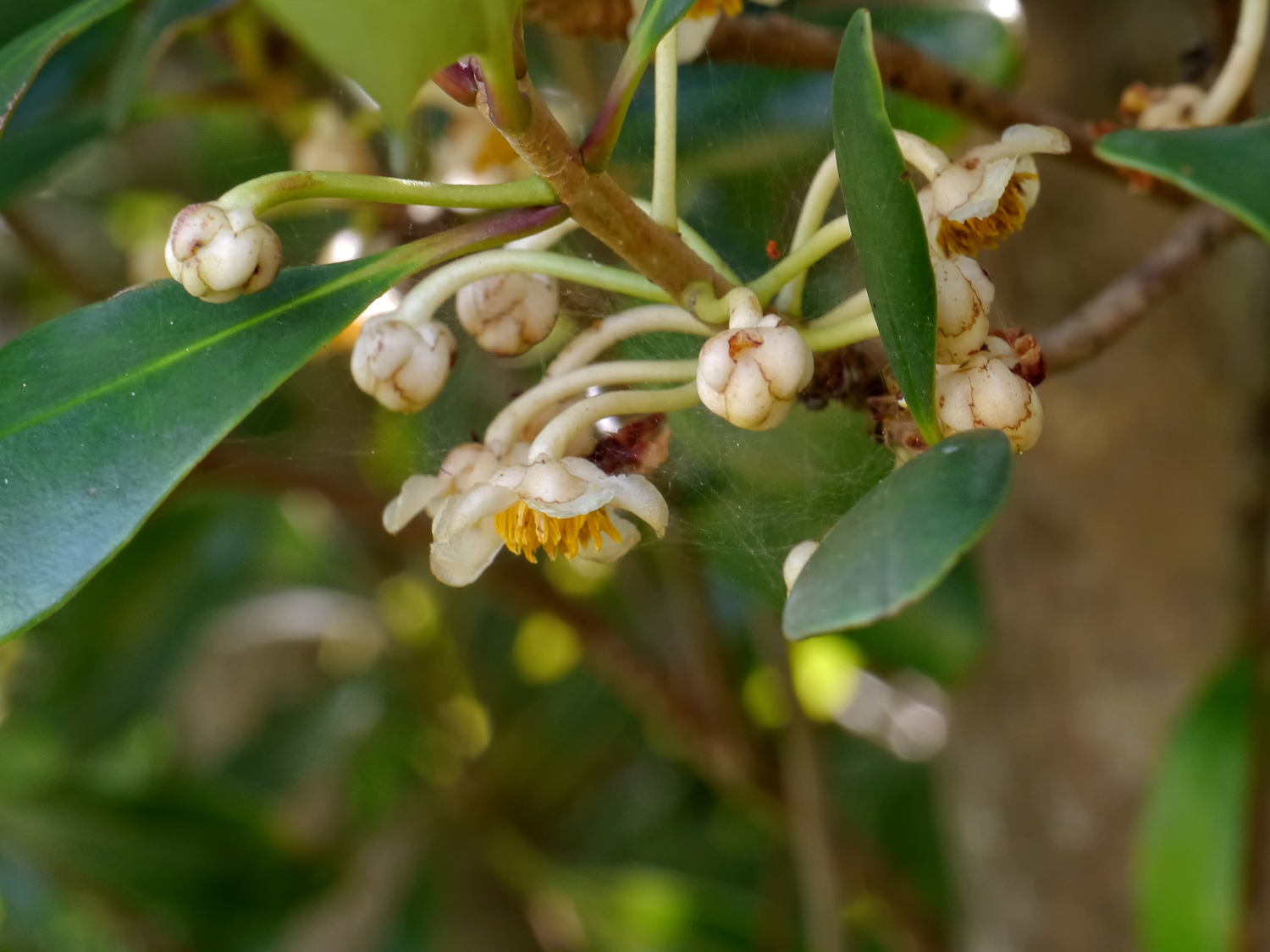 モッコクの花。初夏に葉の付け根から下向きに咲く、直径1.5cmほどの白い花の形態的特徴。奄美大島の低山丘陵における自生環境。