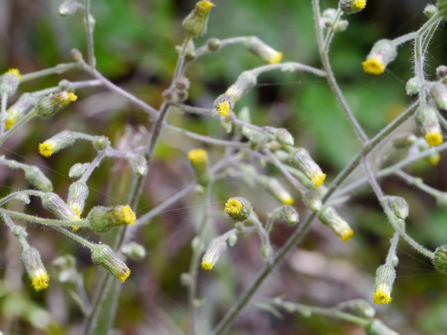 ノボロギク 花びらのない黄色い筒状の花 奄美大島の道ばたの自生環境