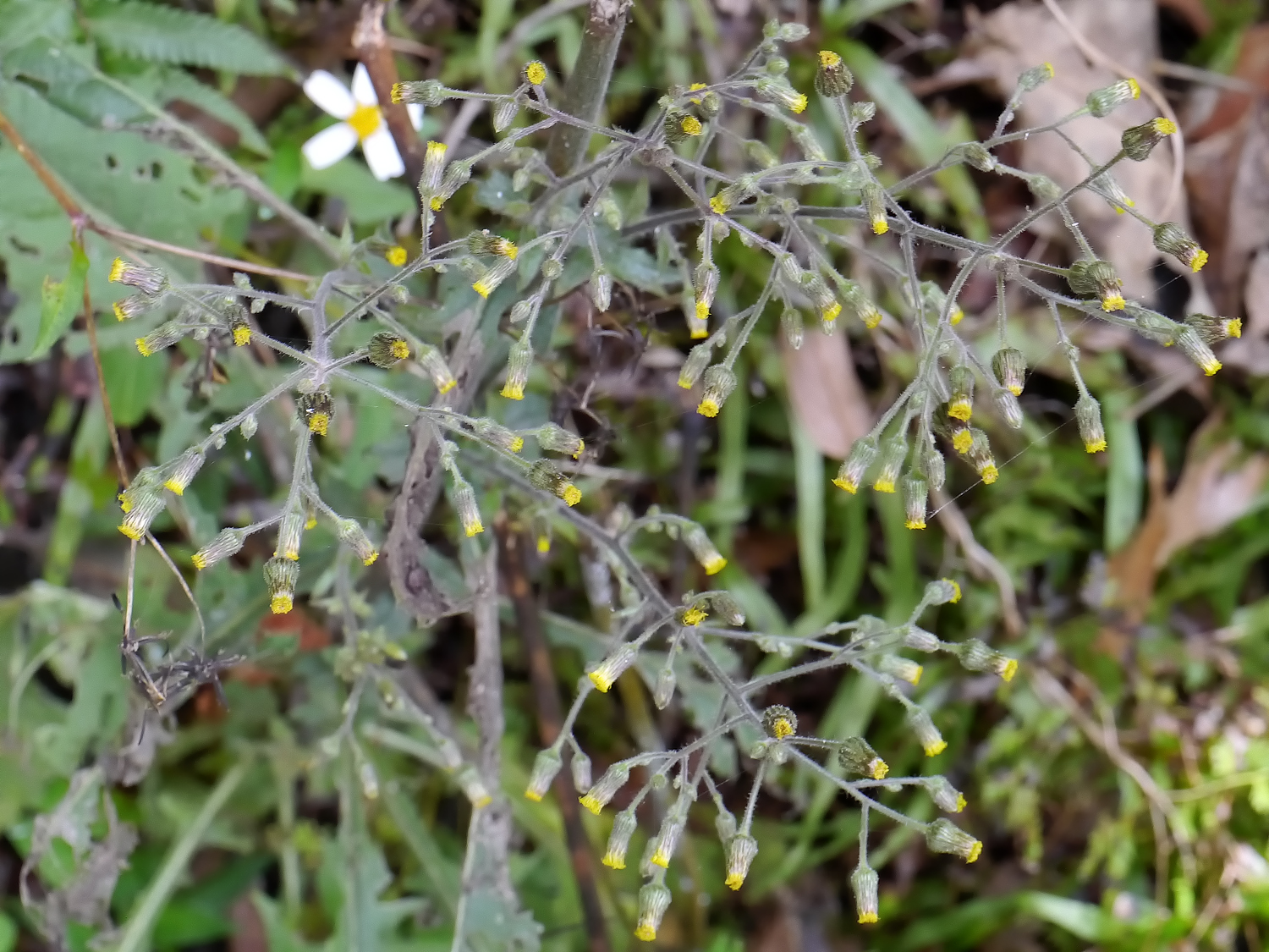 ノボロギク 花びらのない黄色い筒状の花 奄美大島の道ばたの自生環境