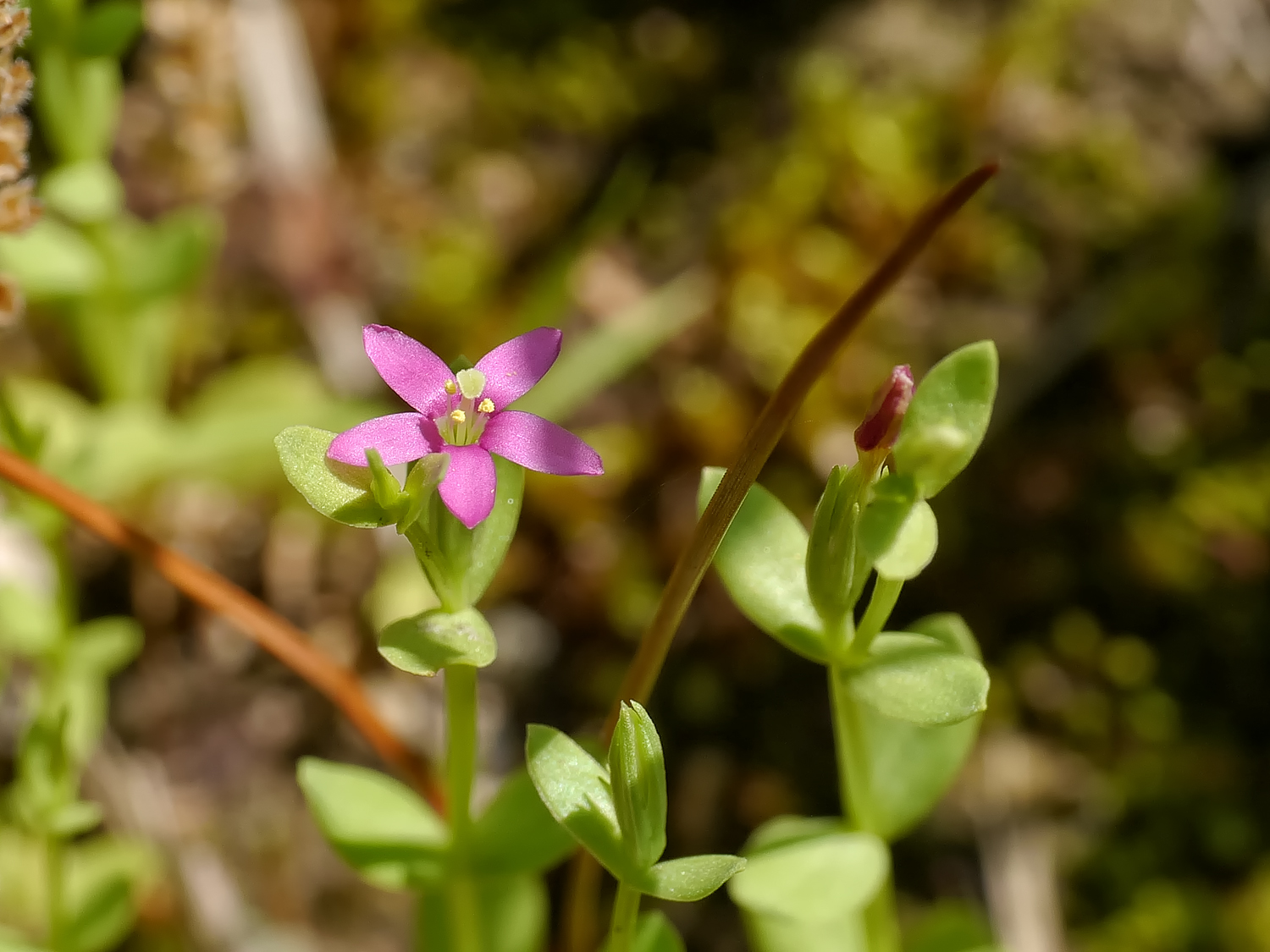 ハナハマセンブリのピンク色で中心が白い小さな星型の花と奄美大島の海岸近くの草地の風景