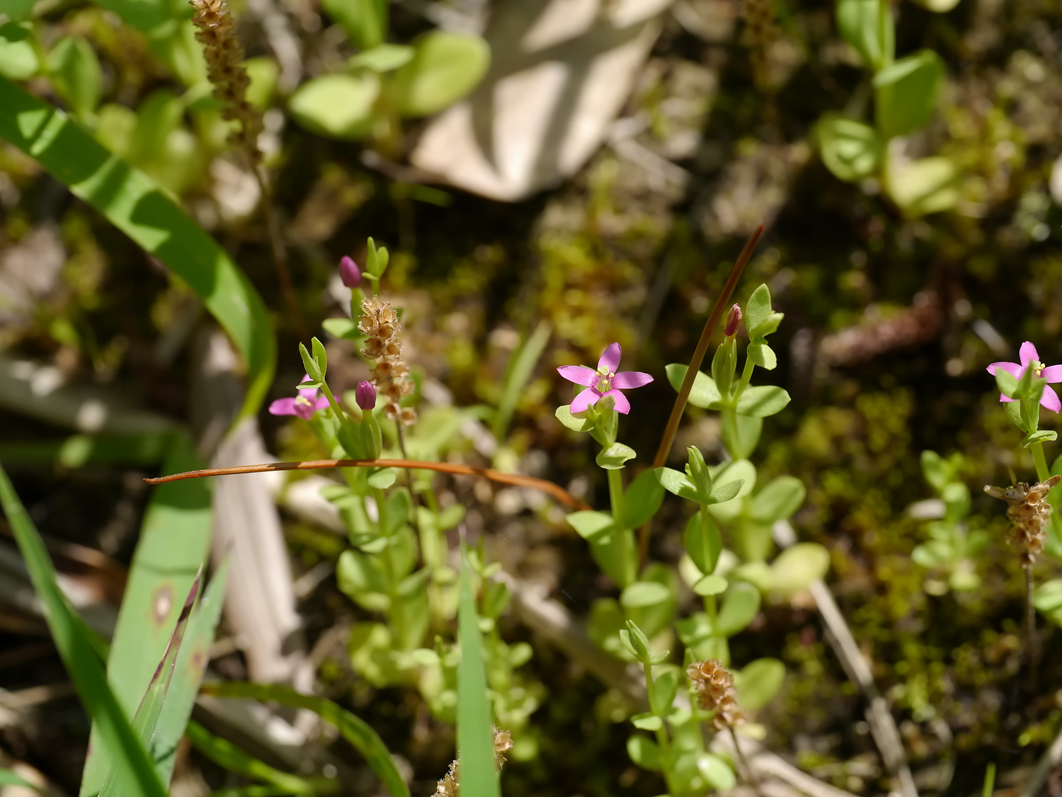 ハナハマセンブリの花期には根生葉がなく上部でよく枝分かれした茎と奄美大島の道端