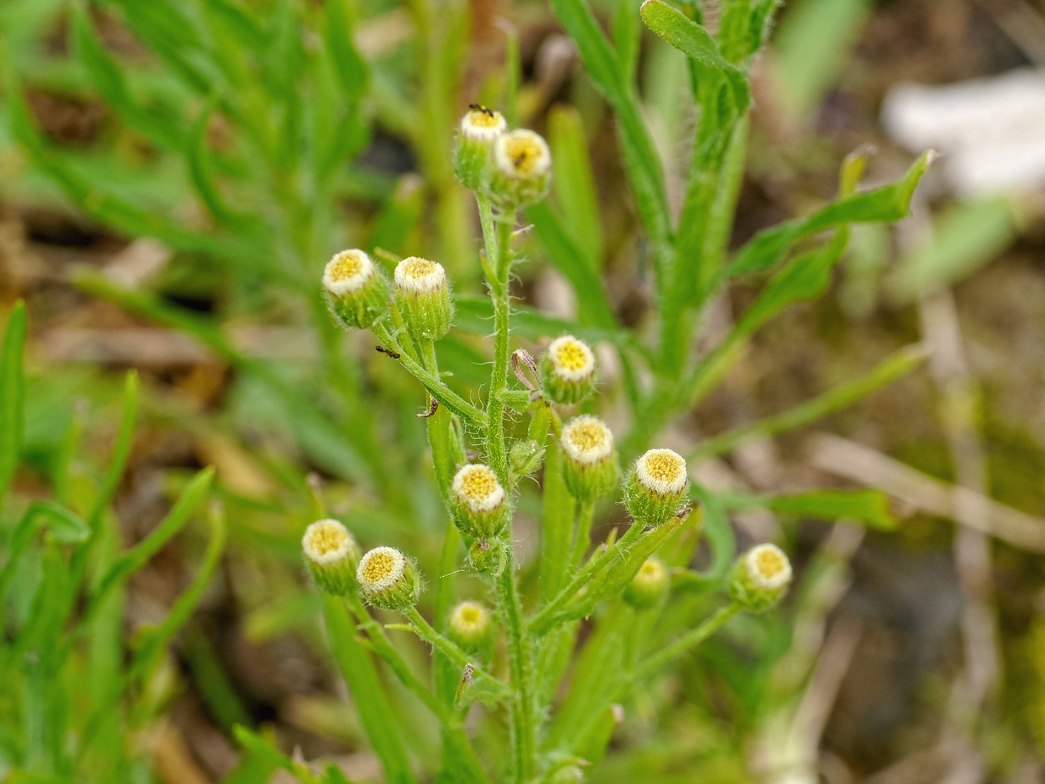アレチノギク 花びらが目立たない樽型の頭状花と淡いクリーム色の綿毛 奄美大島の荒れ地