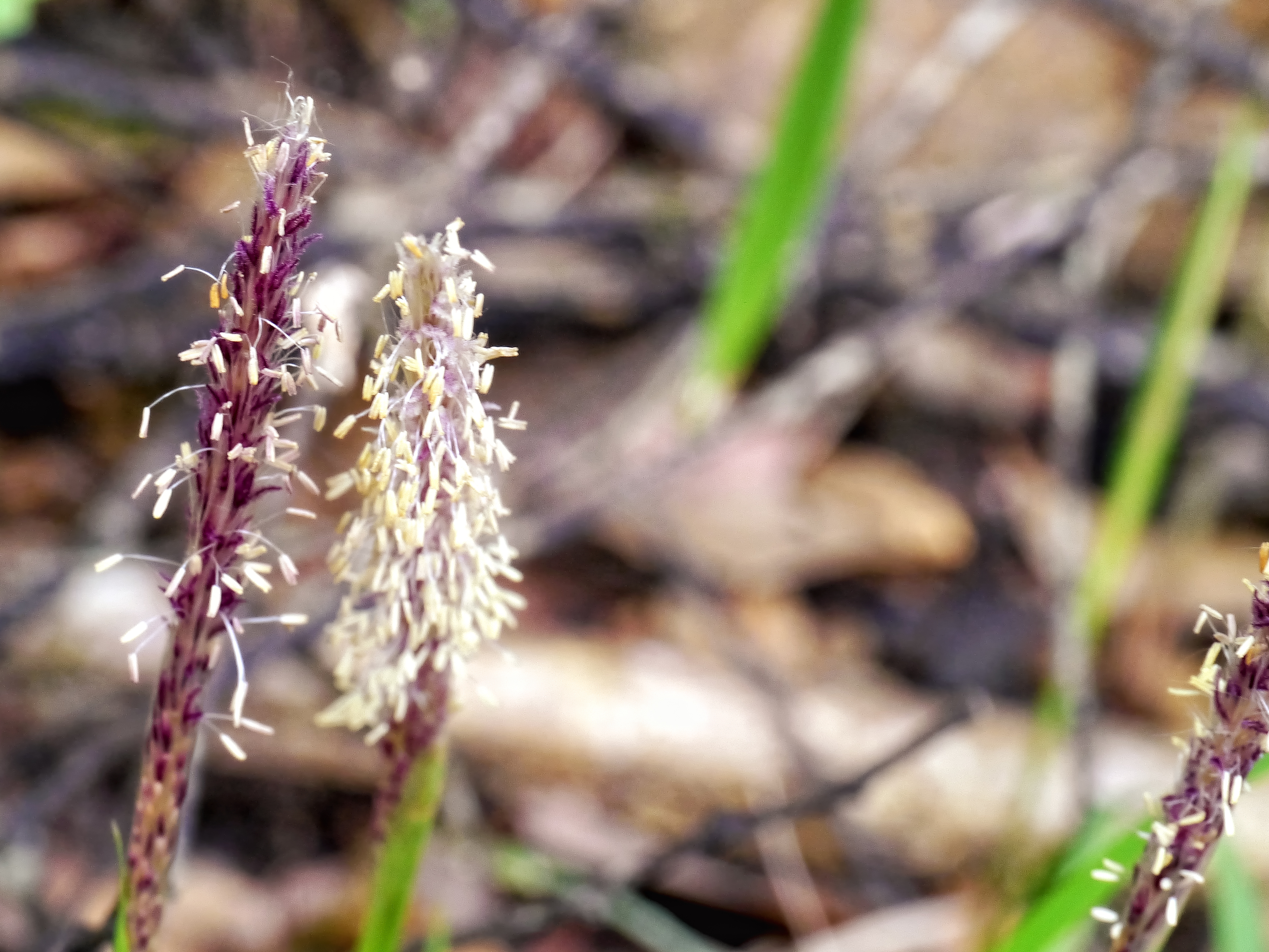 チガヤ 奄美大島の林道に生えるチガヤの花穂。赤紫色の軸からたくさんの白い雄しべの葯が飛び出している開花時の姿。